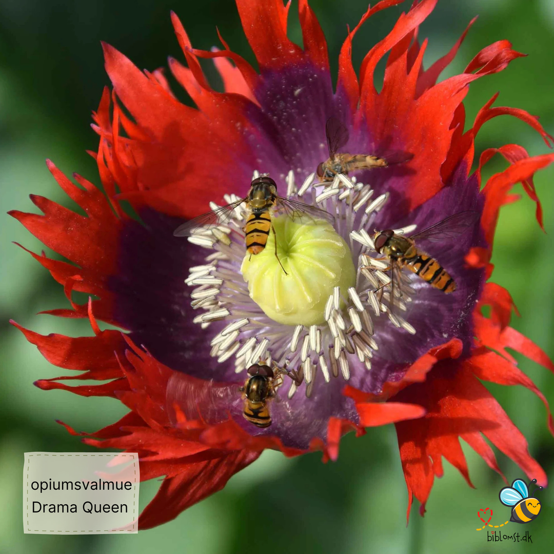 Opiumsvalmue - Drama Queen - papaver somniferum