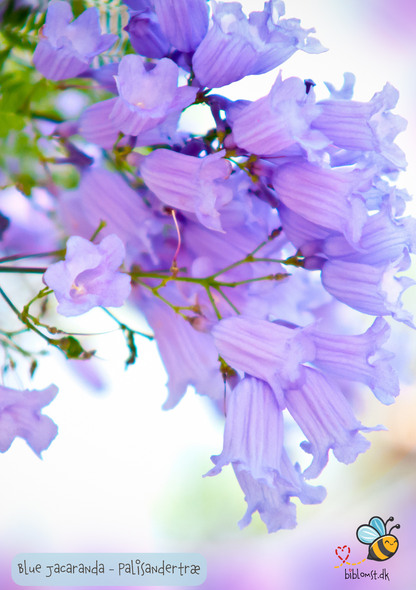 Palisandertræ - Jacaranda mimosifolia
