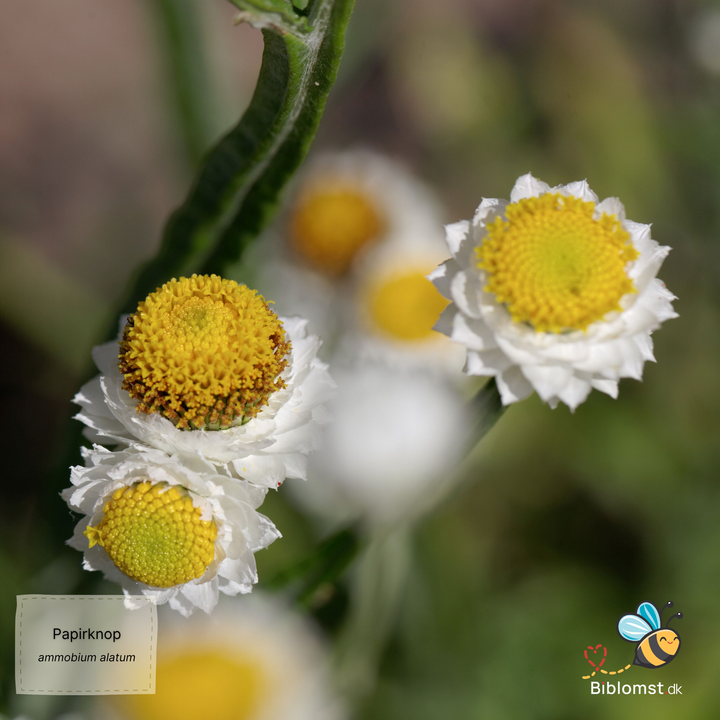Papirknop - ammobium alamtum