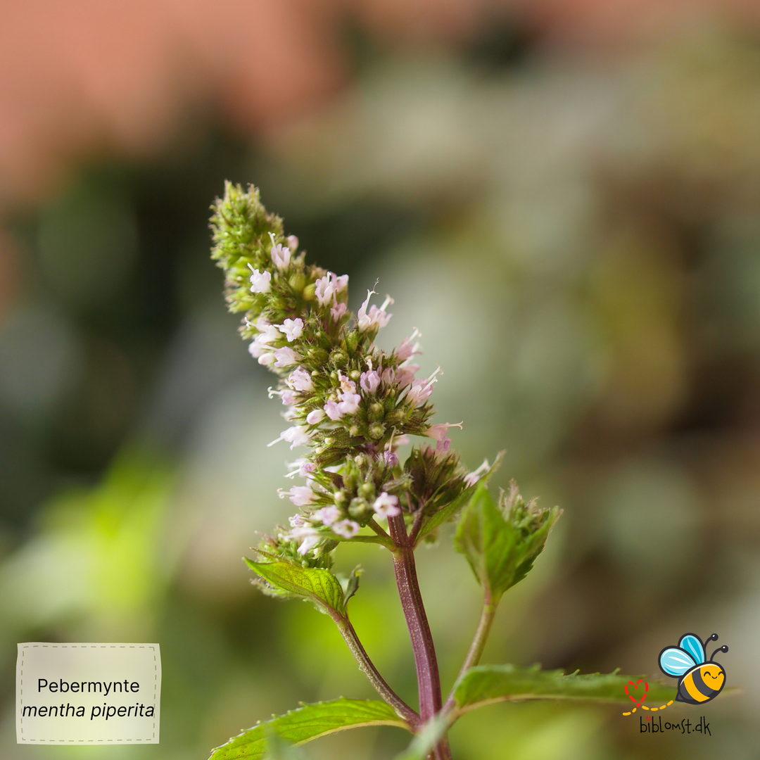 Pebermynte - Mentha Piperita