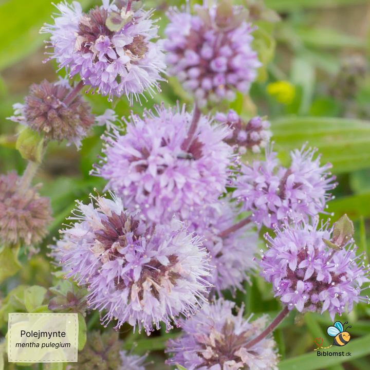 Polejmynte – Mentha pulegium