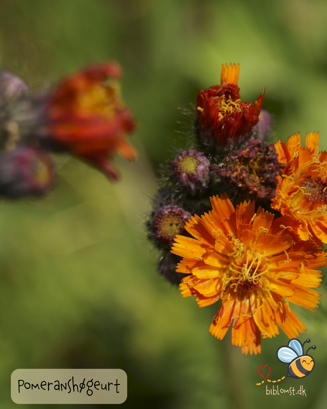 Pomeranshøgeurt – Hieracium aurantiacum