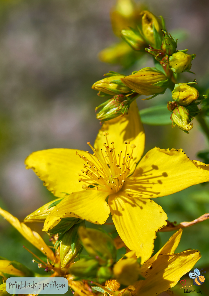 Prikbladet Perikon - Hypericum perforatum
