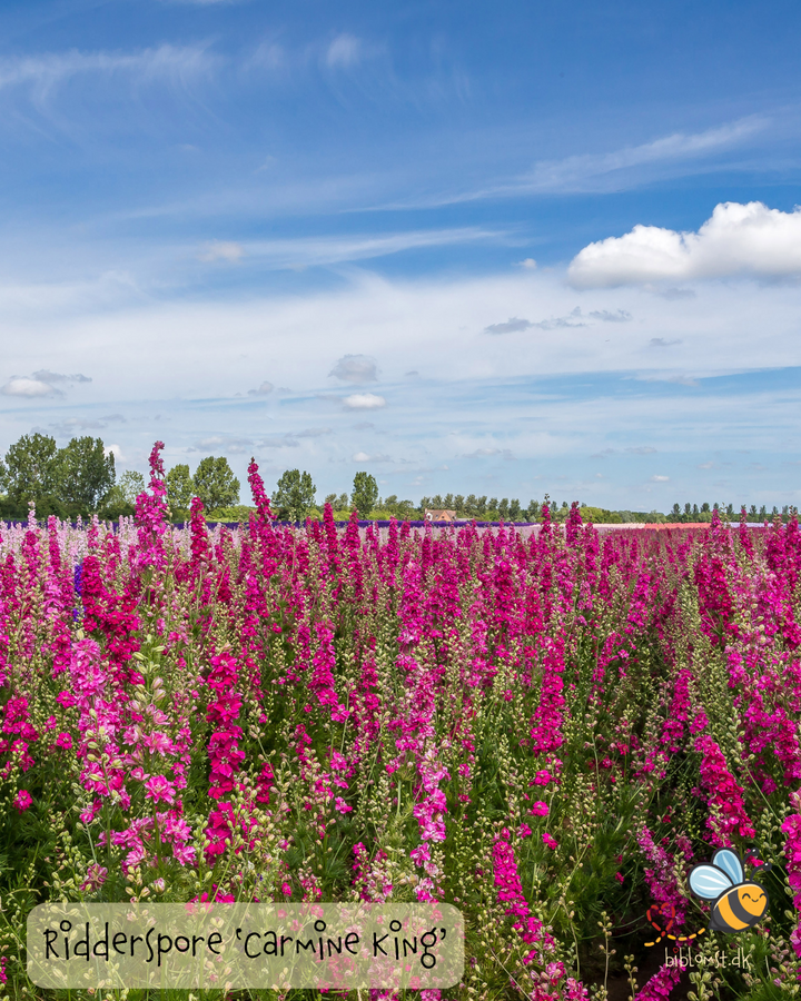 Ridderspore ’Carmine King’ – Delphinium consolida