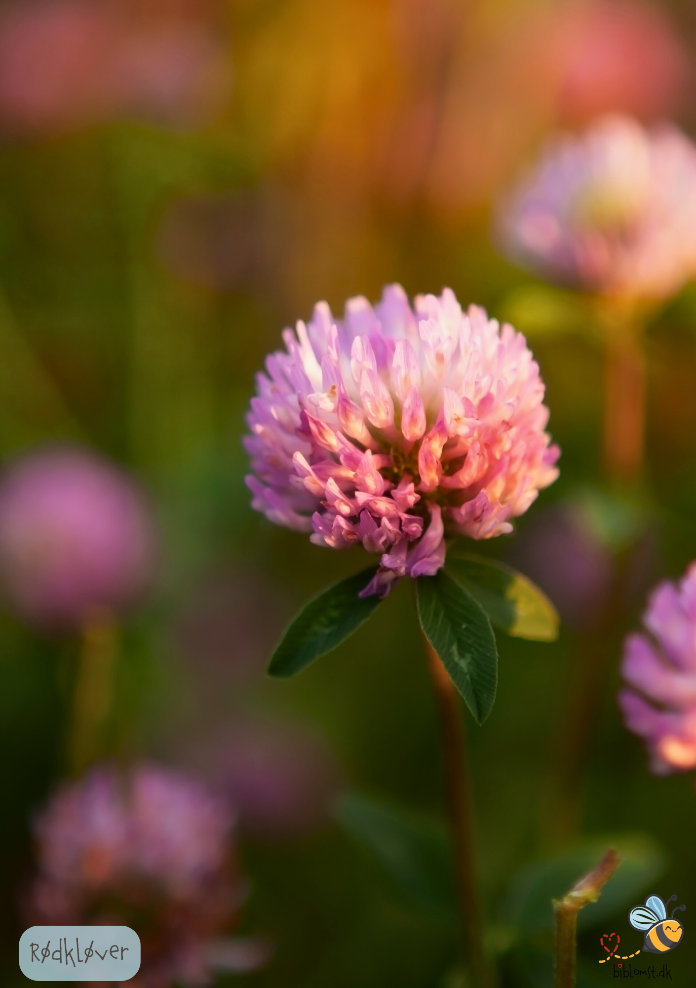 Rødkløver - Trifolium pratense