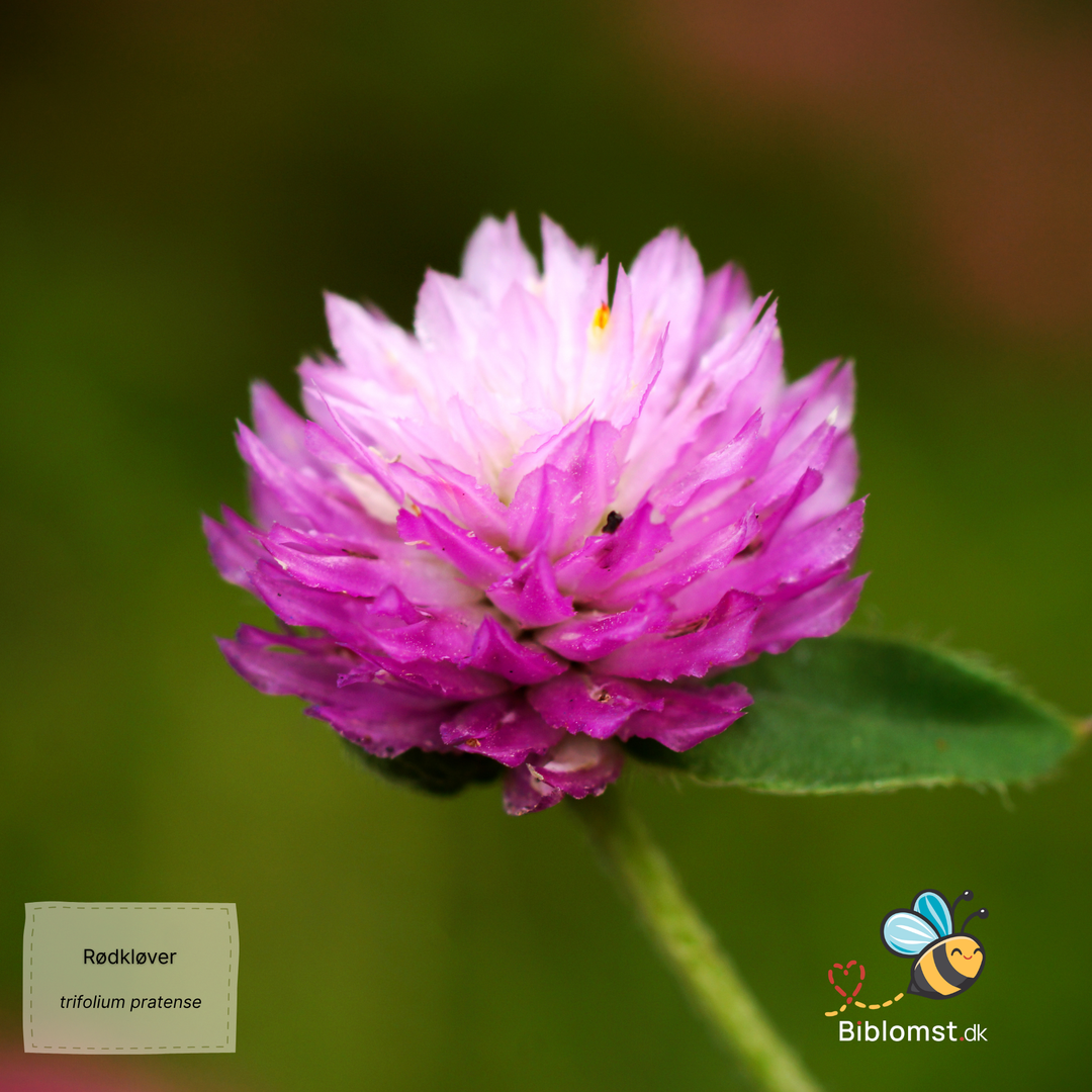 Rødkløver - Trifolium pratense