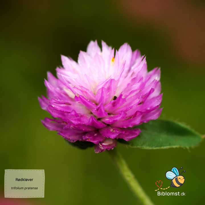 Rødkløver - Trifolium pratense