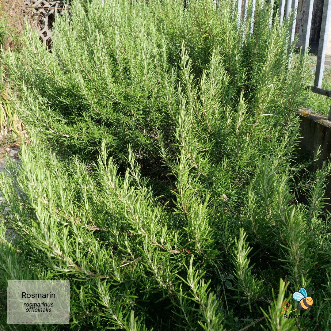 Rosmarin - rosmarinus officinalis