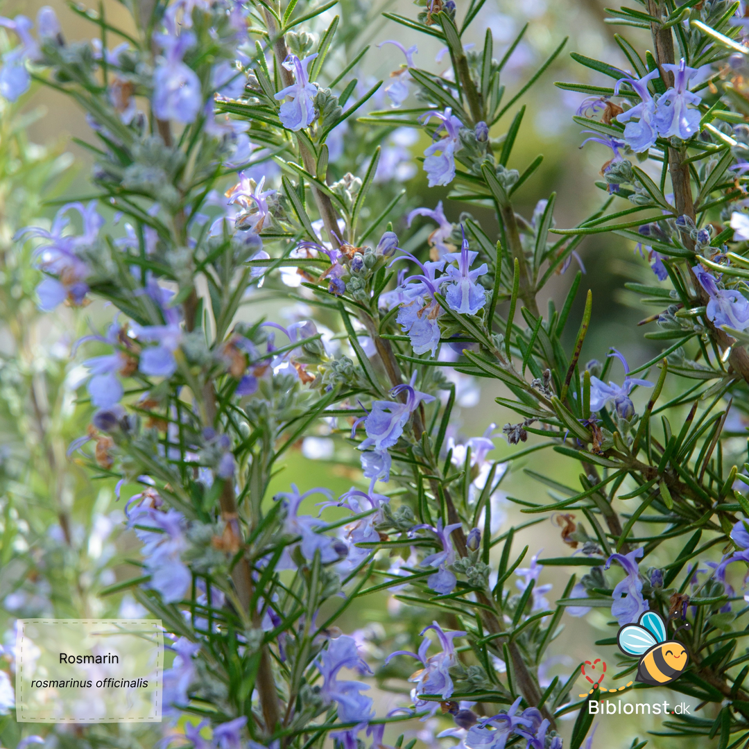 Rosmarin - rosmarinus officinalis