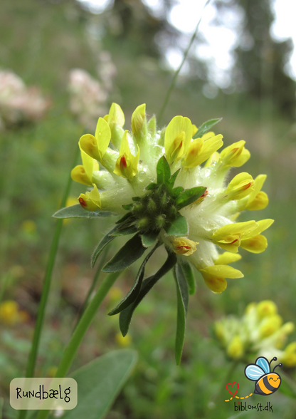 Rundbælg – Anthyllis vulneraria