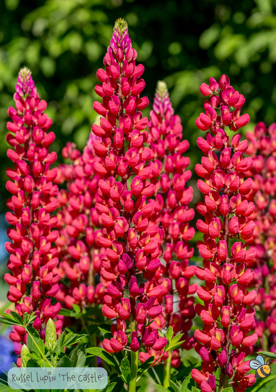 Russel Lupin 'The Castle' Lupinus polyphyllus