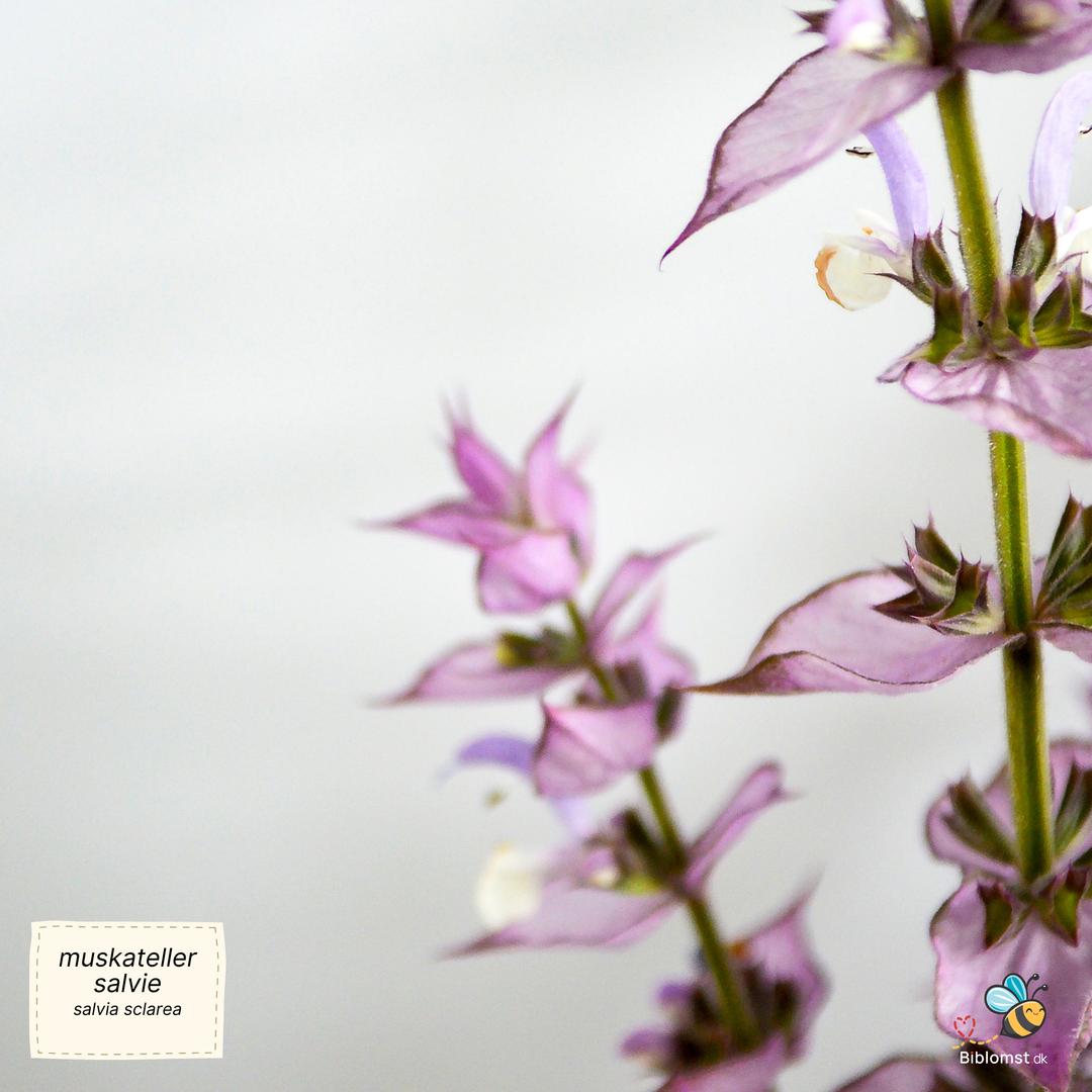 Muskatellersalvie - Salvia sclarea