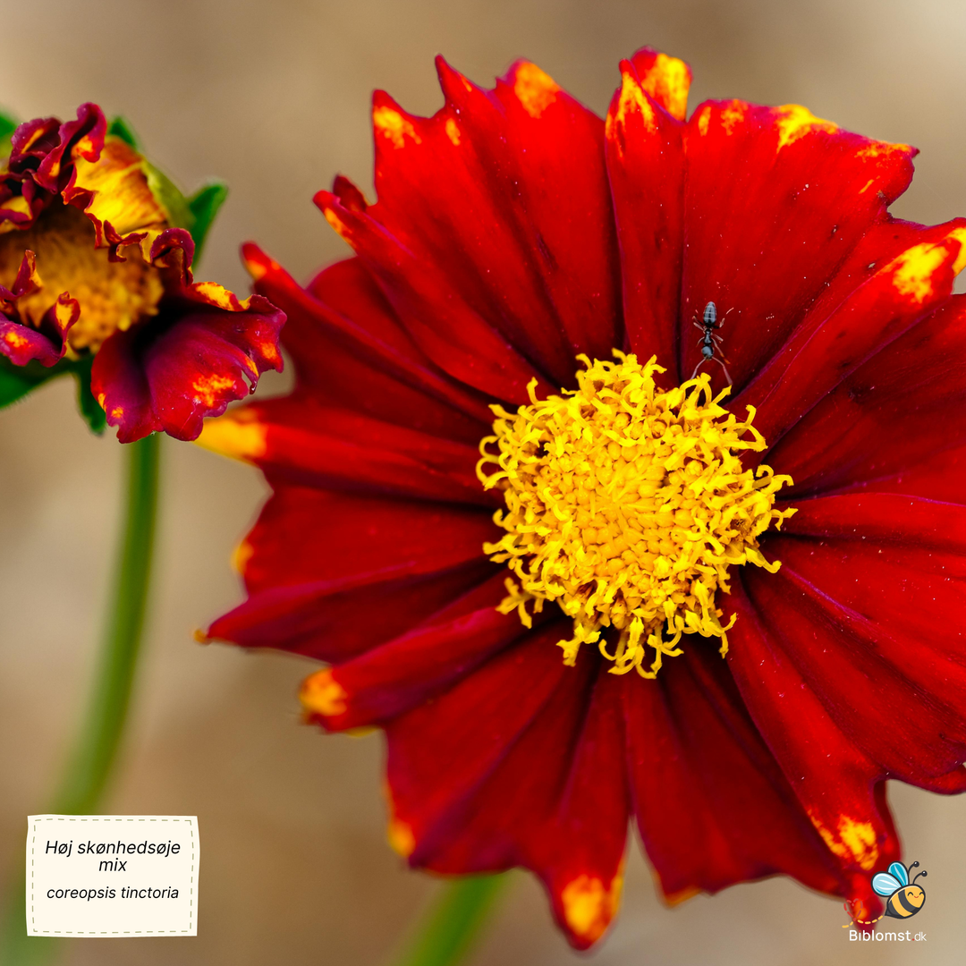 Høj skønhedsøje, blanding - Coreopsis tinctoria