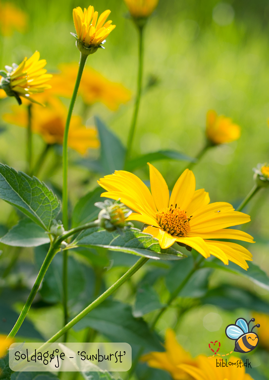Soldagøje 'Sunburst' — Heliopsis helianthoides