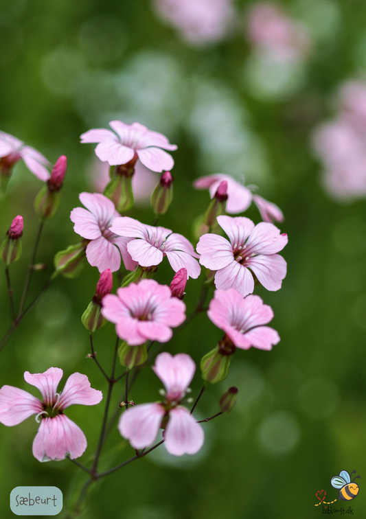 Sæbeurt - saponaria vaccaria