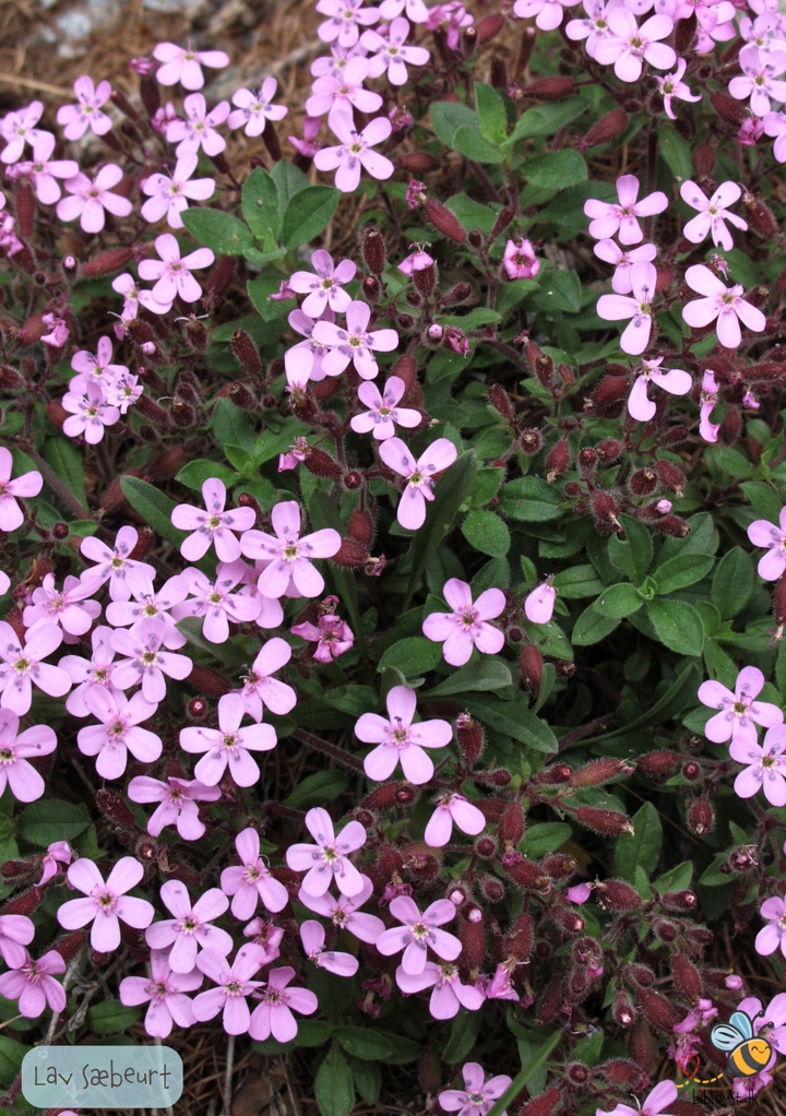 Sæbeurt Lav - saponaria ocymoides