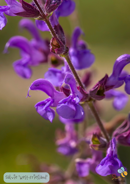 Salvie West-Friesland - salvia nemrosa