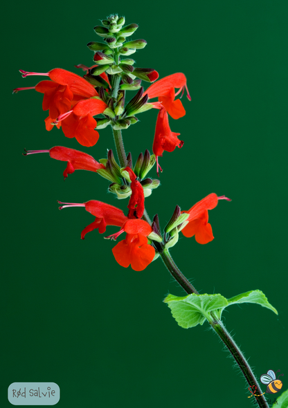 Salvie blodsalvie - Salvia coccinea