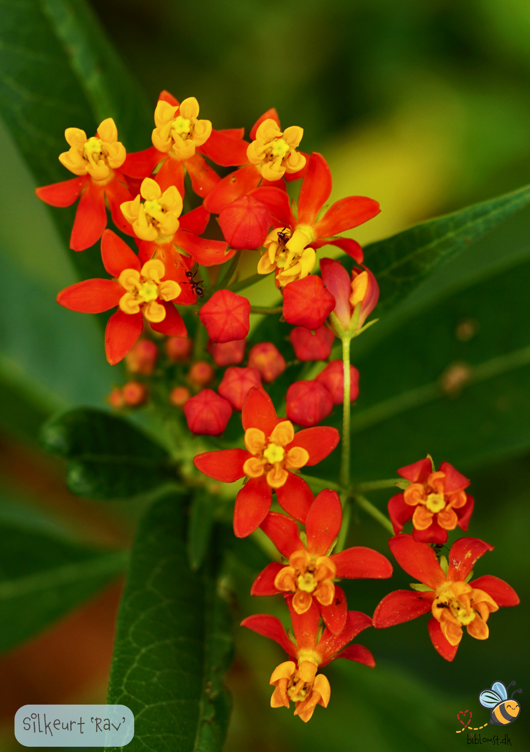 Silkeplante Rav - Asclepias curassavica Apollo Orange