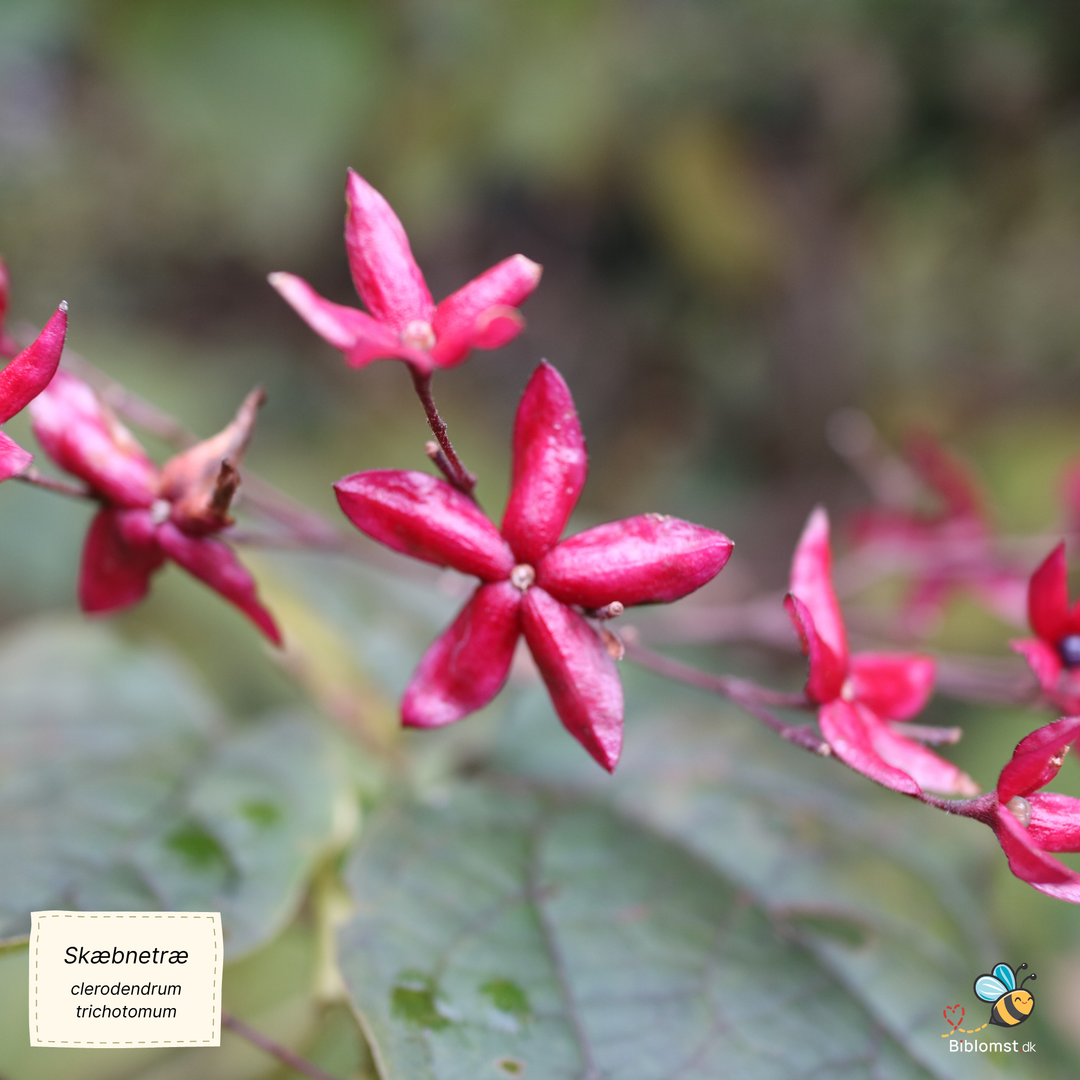 Skæbnetræ - clerodendrum trichotomum