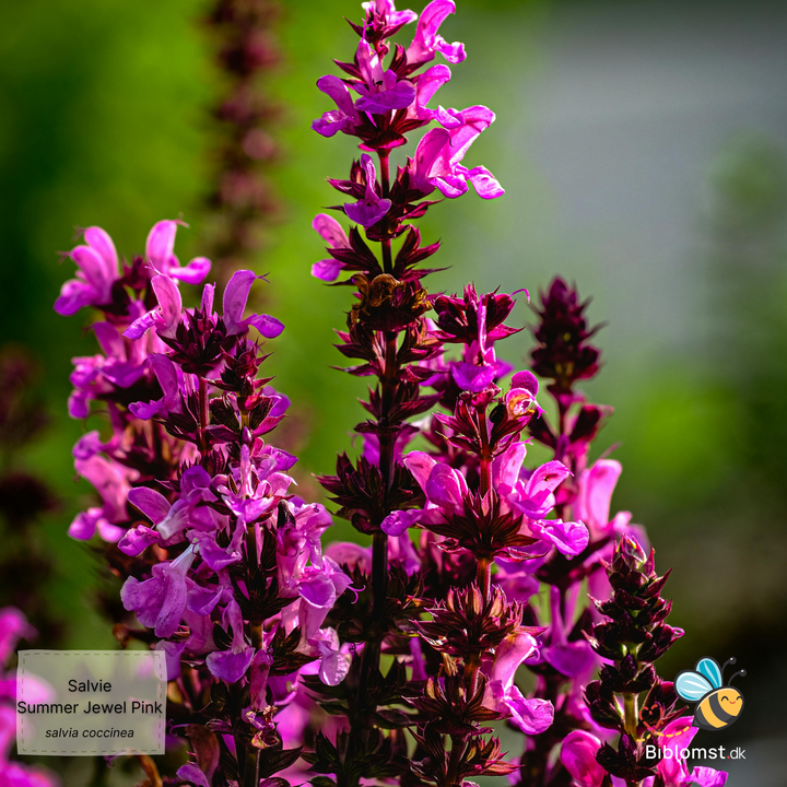 Skarlagensalvie - Salvia coccinea 'Summer Jewel Pink'