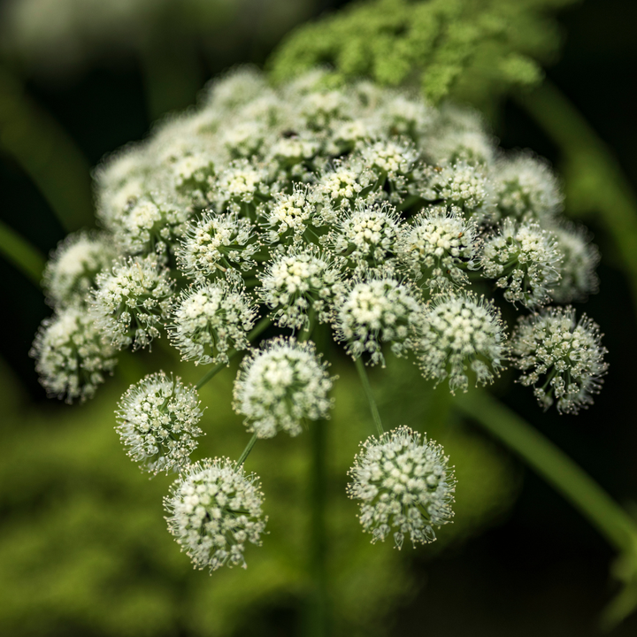Skov-angelik - Angelica sylvestris