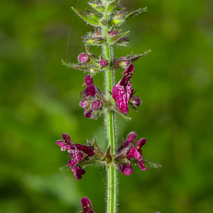 Skov-galtetand - Stachys sylvatica