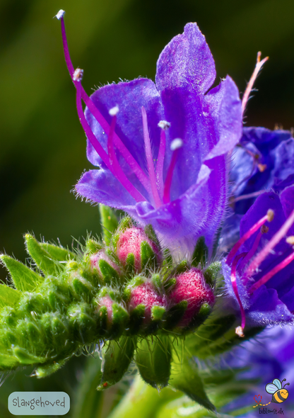 Slangehoved - echium vulgare
