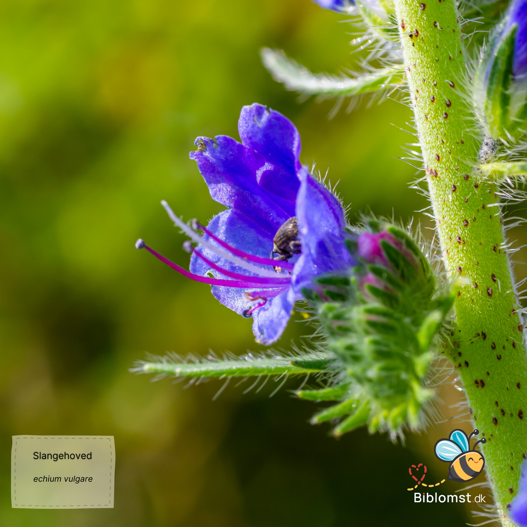 Slangehoved - echium vulgare
