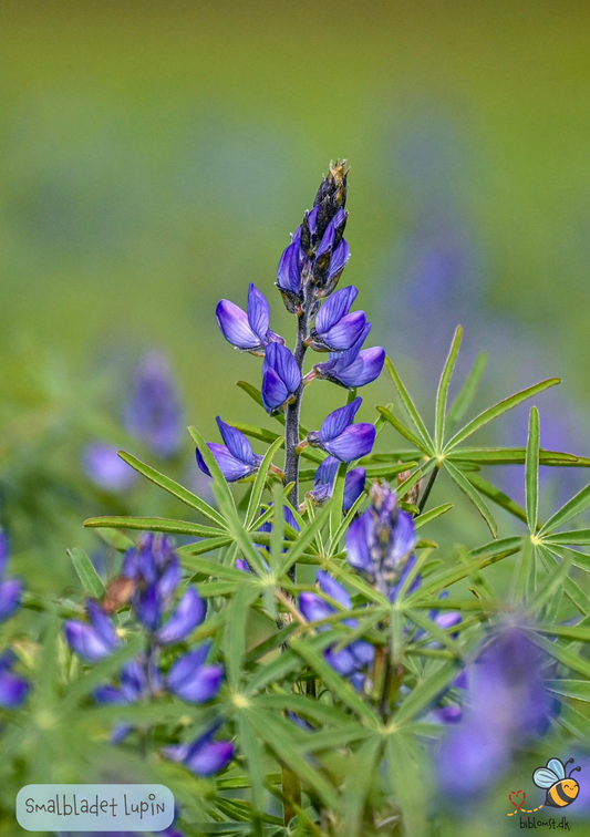 Smalbladet lupin - Lupinus angustifolius