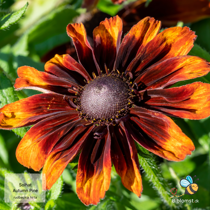 Solhat – Rudbeckia hirta ‘Autumn Pine’