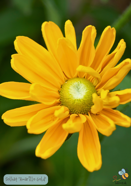 Solhat 'Amarillo Gold' Rudbeckia hirta