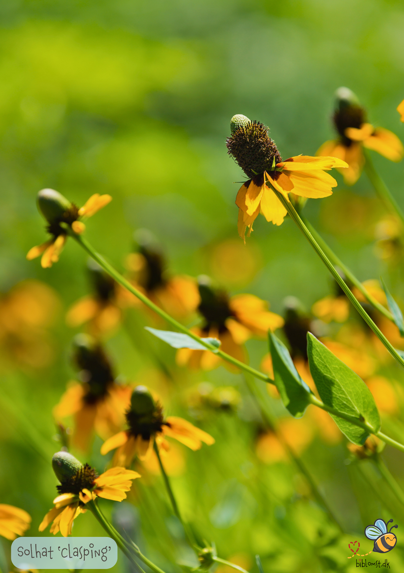 Solhat "Clasping"  - Rudbeckia amplexicaulis