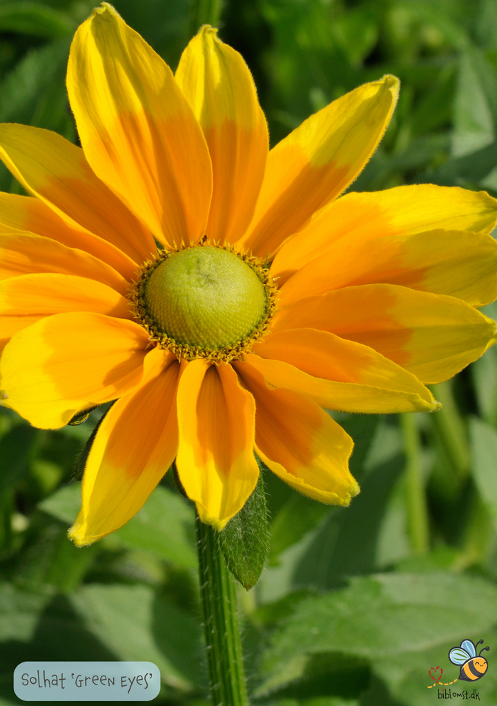 Solhat "Green Eyes" - rudbeckia hirta