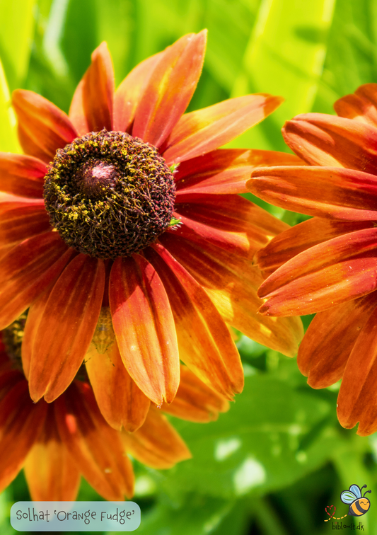 Solhat 'Orange Fudge' - Rudbeckia hirta