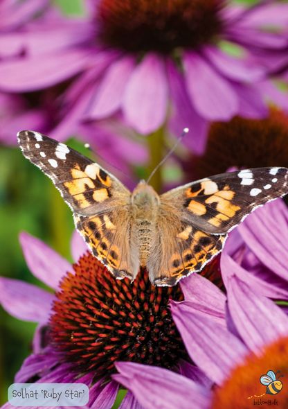 Solhat 'Ruby Star' Echinacea purpurea