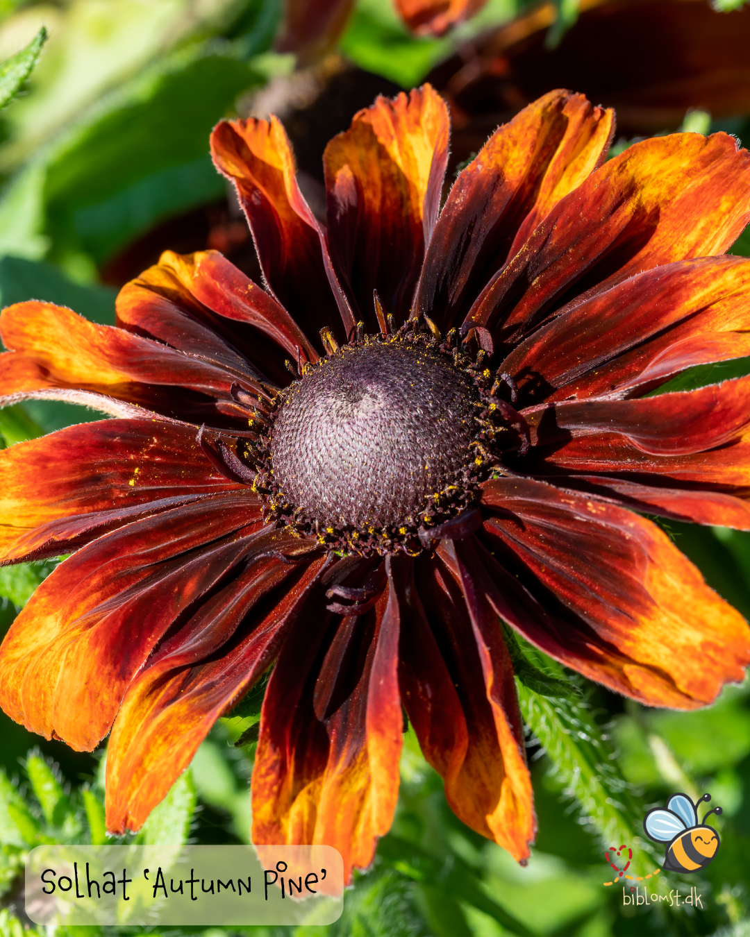 Solhat – Rudbeckia hirta ‘Autumn Pine’