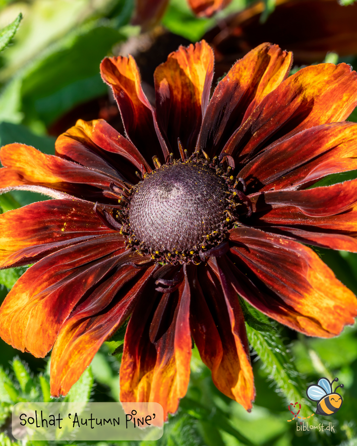 Solhat – Rudbeckia hirta ‘Autumn Pine’