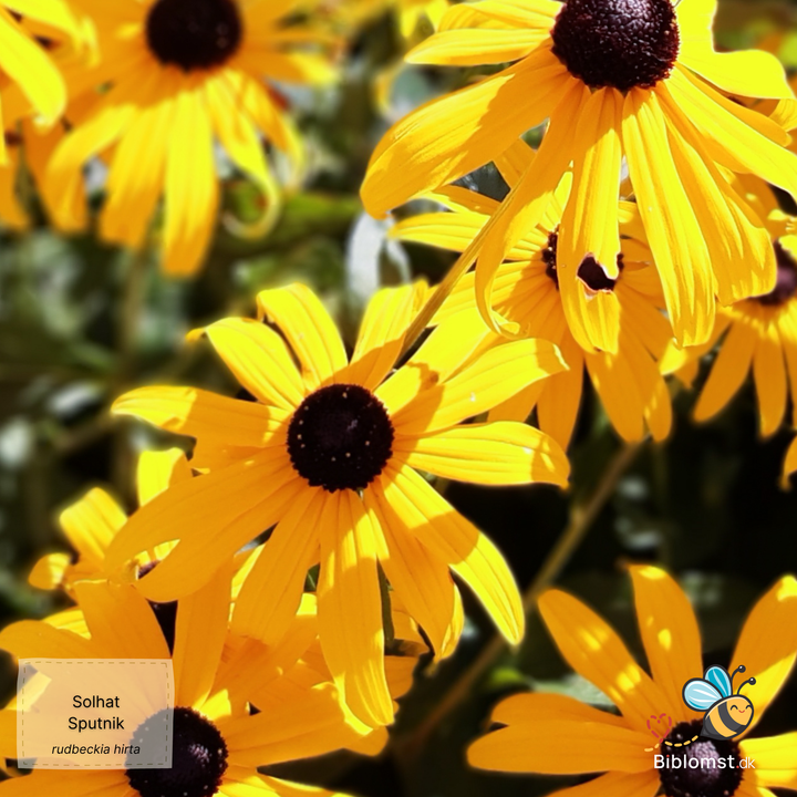 Solhat – Rudbeckia hirta ‘Sputnik’