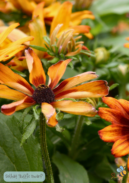 Solhat "Rustic Dwarf" - Rudbekia Hirta