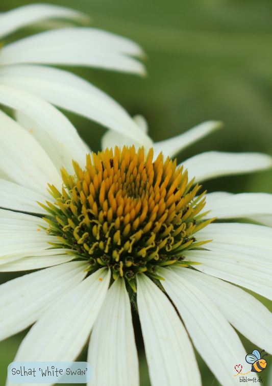 Solhat 'White Swan' - echinacea purpurea