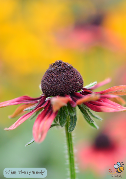 Solhat "cherry brandy" - rudbeckia hirta