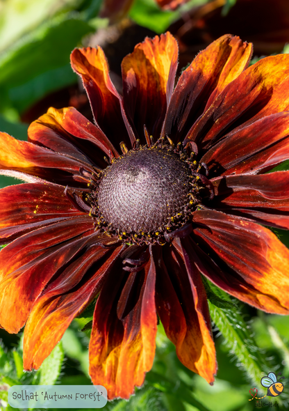 Solhatten 'Autumn Forest' Rudbeckia hirta