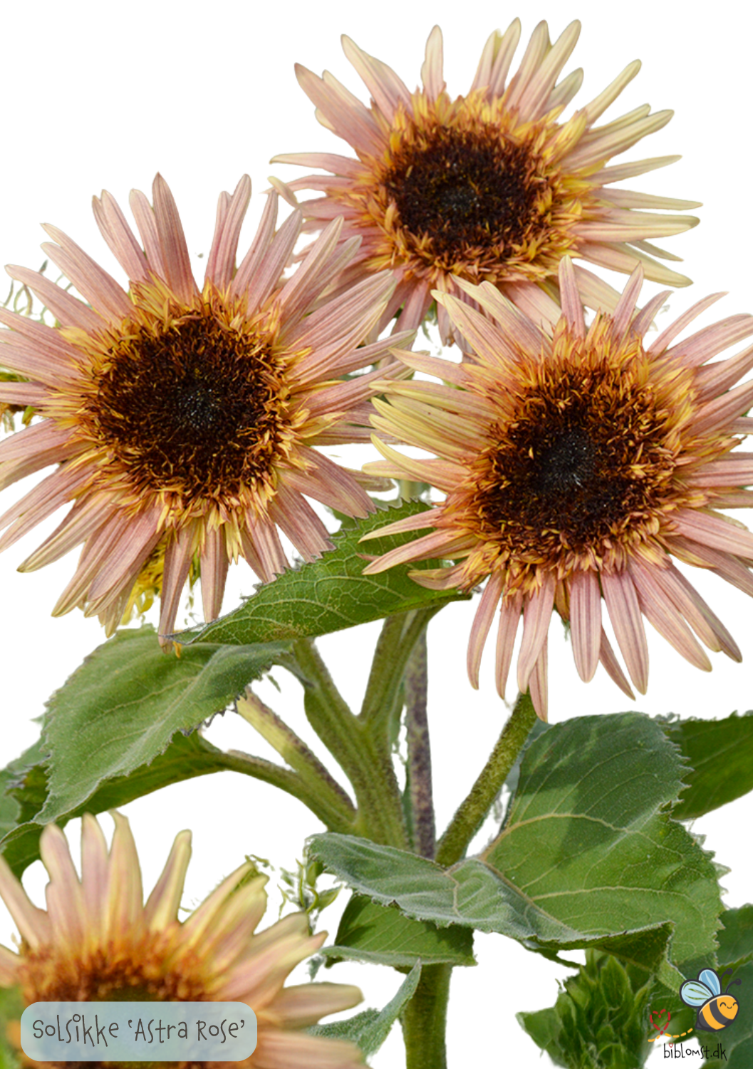 Solsikke "Astra Rose" - Helianthus annuus