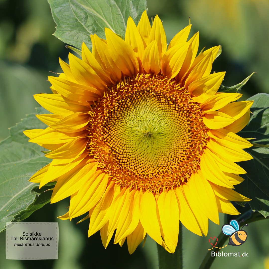 Solsikke – Helianthus annuus &