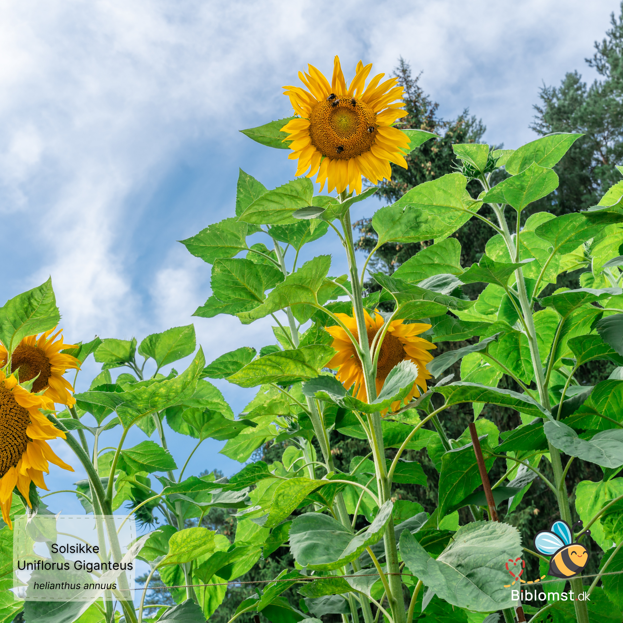 Solsikke Frø 'Uniflorus Giganteus' - Kæmpe (Helianthus Annuus ...
