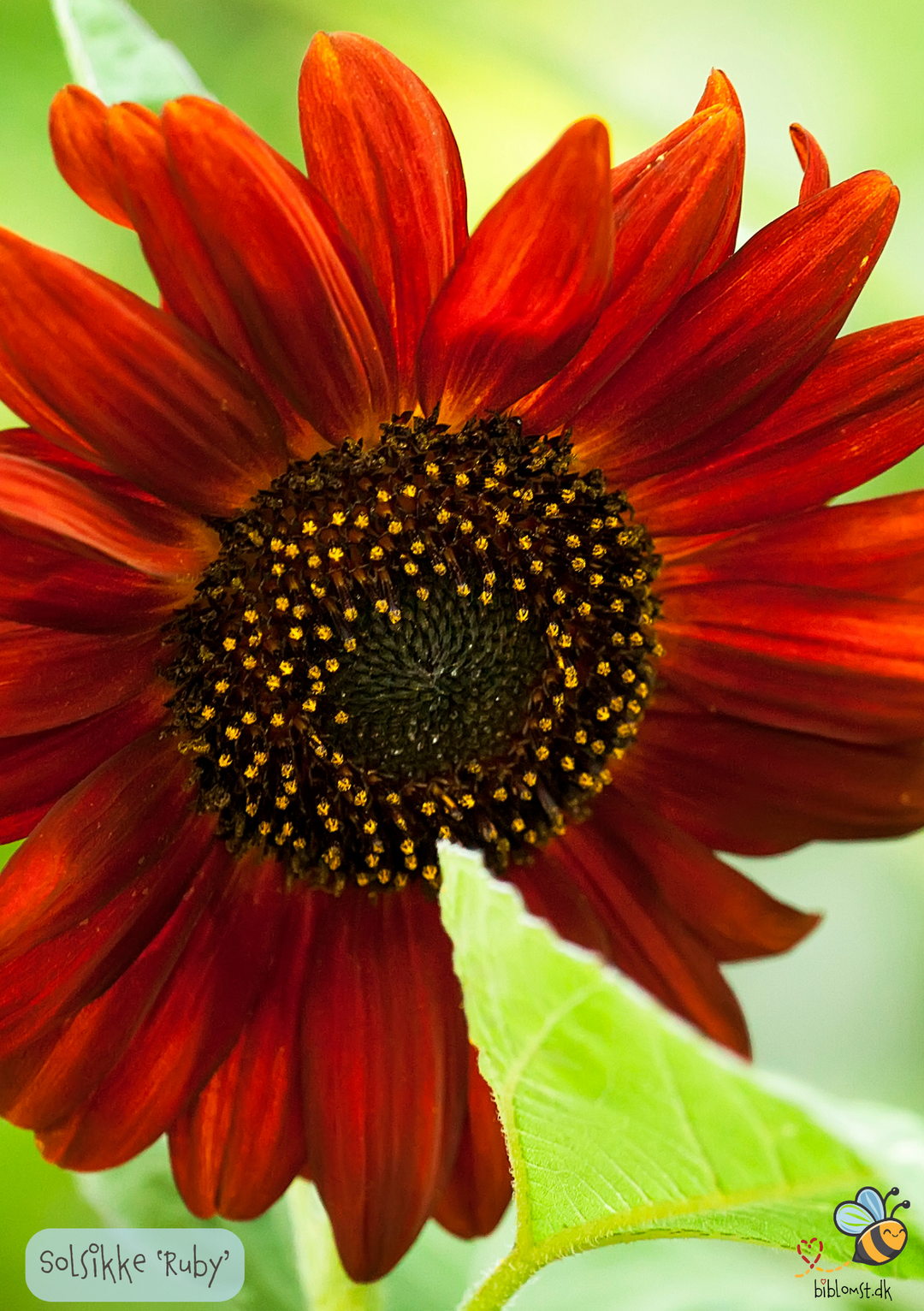 Solsikke 'Ruby' F1 Helianthus annuus