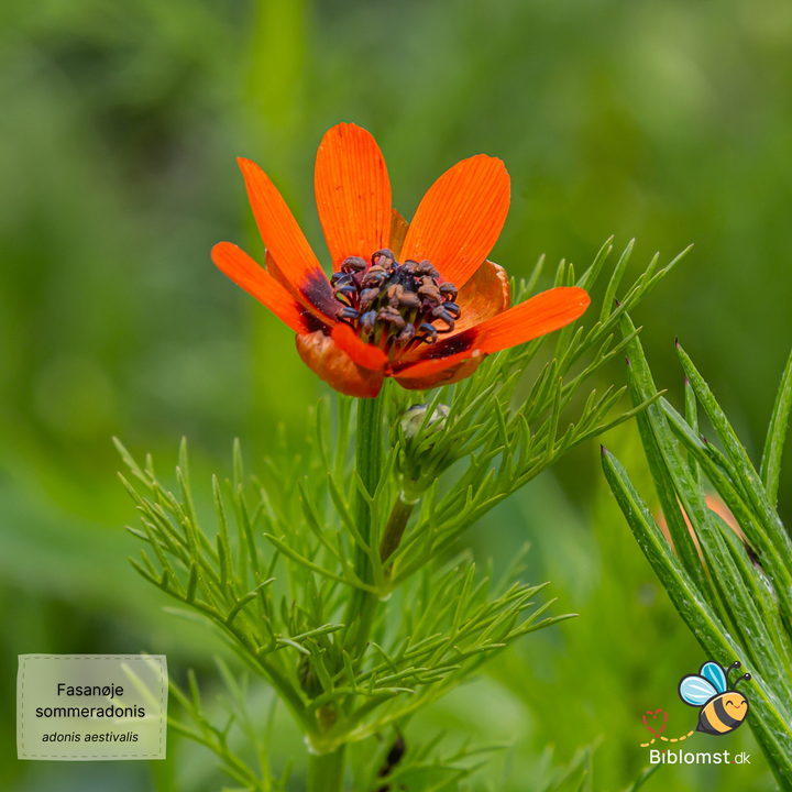Sommeradonis - Fasanøje - Adonis aestivalis