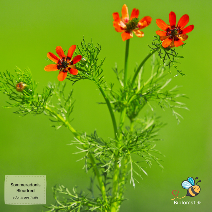 Sommeradonis &