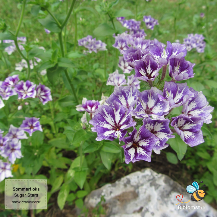 Sommerfloks – Phlox drummondii grandiflora 'Sugar Stars'